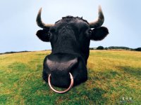 1005951__nose-ring_p.jpg