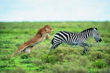 GettyImages-dv1085035-589cfcfa3df78c475878e6de.jpg