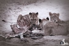 d5-b02-safari-loewen-fressen-zebra-780.jpg