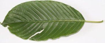 Kratom.jpg
