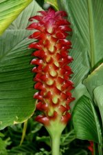 Curcuma 2.jpg