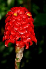 Curcuma 1.jpg