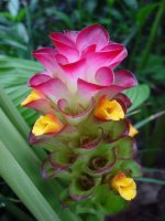 Curcuma 3.jpg
