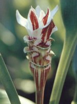Curcuma 4.jpg
