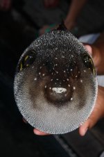 Fisch 2.jpg