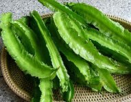 winged bean 2 (2).jpg