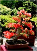 Bonsai 1.jpg
