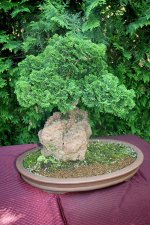 Bonsai 2.jpg