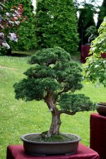 Bonsai 3.jpg