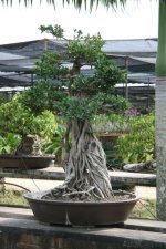 Bonsai 4.jpg