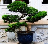 Bonsai 5.jpg