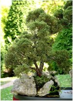 Bonsai 6.jpg