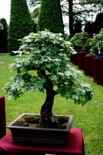 Bonsai 7.jpg