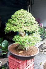 Bonsai 8#.jpg