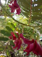 IMG_20201219_083655_9.jpg