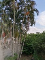 IMG_20210407_172618.jpg