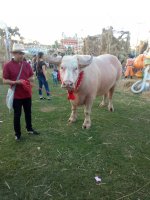 IMG_20191201_171030_7.jpg