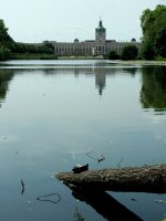 Schlosskröte1.jpg