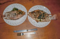 P1010263 -red snapper 900.jpg