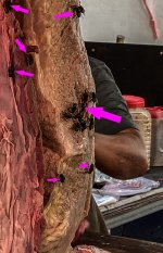 IMG_1606. Fliegenfleisch 900.jpg