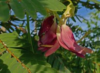 P1010271 rote Blumen am Baum 900.jpg