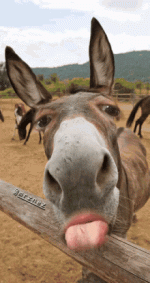 GIF-Bild.gif