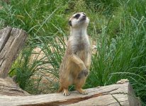 Tierpark Rheinböllen Erdmännchen.jpg