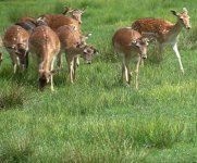 Tierpark Rheinböllen.jpg