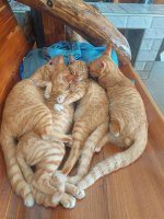 สื่อ (6) Katzenliebe.jpg