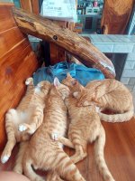 สื่อ (7) Katzenliebe.jpg