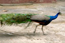 P1100144 normaler Pfau klein.jpg