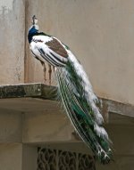 P1100110 Pfau von hinten Klein.jpg