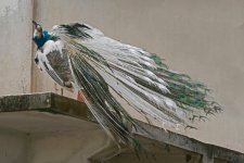 P1100116 Fast Weiss   klein 11.jpg