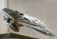 P1100120-Seltener PfauKLEIN.jpg