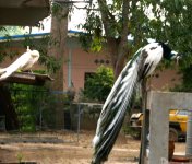 P1100106 Drei auf einen Streich Klein.jpg