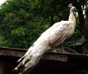 P1100138-weisser Pfau klein.jpg