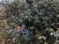 IMG_2187.jpeg IMG_2187.jpeg