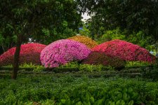 P1220399-Blumen klein.jpg