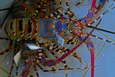 P1110956 Languste klein.jpg