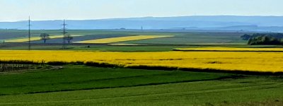 Rapsfeld.jpg