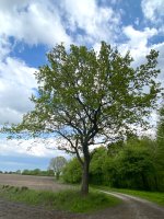 Alter Baum.jpg Alter Baum.jpg
