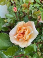2013-0513-Rosen im Garten (1).jpeg