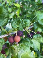 image2(2) Beeren-1.jpg