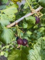 image3(1) Beeren 2.jpg