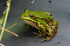 P1130416 Frosch klein.jpg