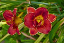 P1130432 Lillie 1.jpg