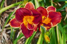 P1130431 Lillie 2.jpg