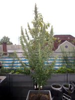 RIMG0030.JPG