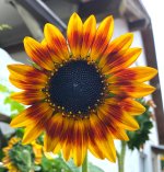2026-0819 Sonnenblumen im Garten  .jpg