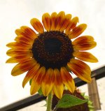 2026-0819 Sonnenblumen im Garten schoen.jpg